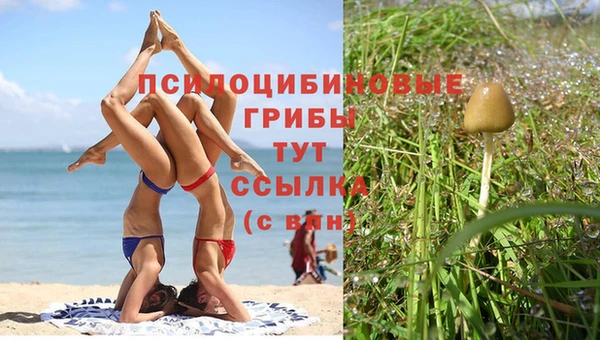 сатива Армянск